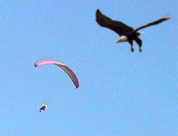 Sas �s a sikl�erny�